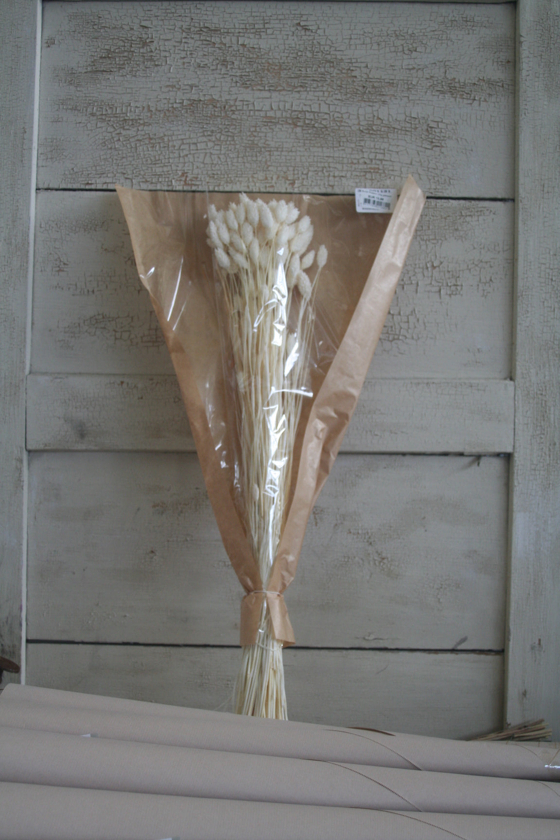 Phalaris gebleicht