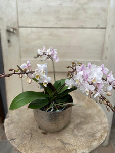 Schmetterlingsorchidee rose/weiß