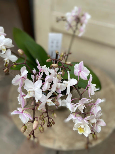 Schmetterlingsorchidee rose/weiß