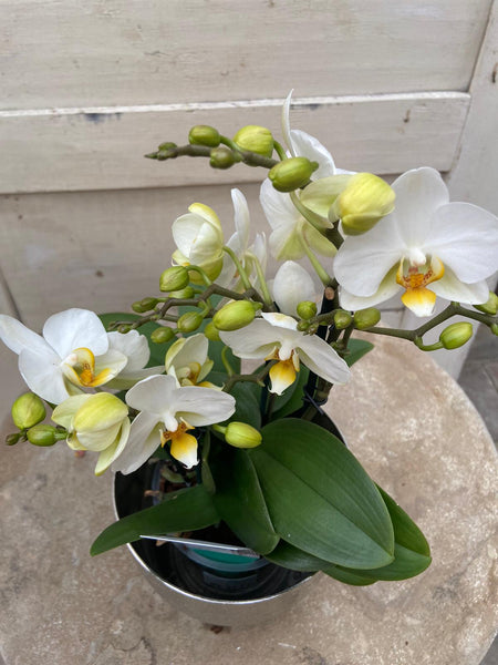 Schmetterlingsorchidee weiß