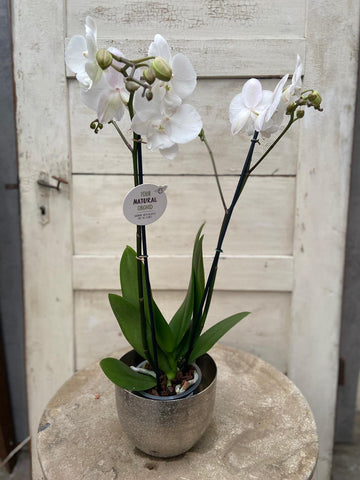Schmetterlingsorchidee weiß